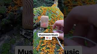 Let’s tune into mushroom music with a PlantWave device [upl. by Zysk585]