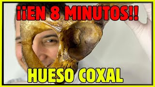 🦴¡ANATOMÍA en un COXAL REAL Ilion isquion y pubis fácil [upl. by Cordalia378]