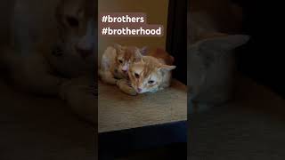 brothers brotherhood happycats [upl. by Piegari722]