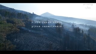 PINUS CANARIENSIS  El Borges VIDEO OFICIAL [upl. by Annibo]