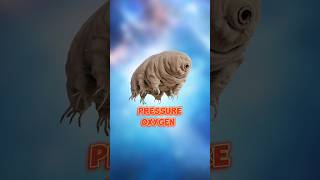 Tardigrades  The Most Indestructible Creatures On Earth [upl. by Kimon]