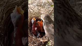 Four babies of common babbler bird P 3 shorts [upl. by Revned38]