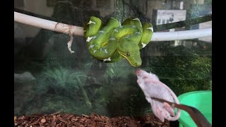 How to feed an Emerald Tree Boa for beginners [upl. by Paloma]