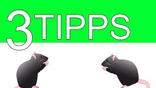 DIE 3 BESTEN TIPPS GEGEN RATTEN 2017 [upl. by Aihsinat823]