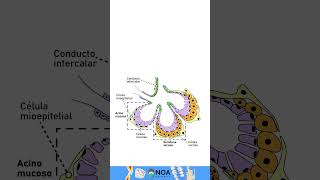 Glandula salival Histologia biology dental  glandula odontolovers [upl. by Bodrogi]