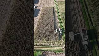 Opening a maize field claas claasharvester maizecultivation maizefarming agriculture tractor [upl. by Convery]