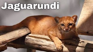 Jaguarundi The Shadow Cat Interesting and Amazing Facts Animals Life [upl. by Rosina]