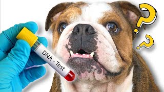 My Bulldogs took a DNA Test and the Results were SHOCKING [upl. by Haiasi731]