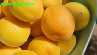 My harvest of apricots In my little garden المنزل لمشاهدة حصاد المشمش في الحديقة الصغيرة [upl. by Sipple]