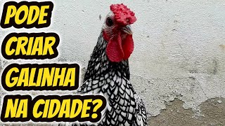 Pode criar galinhas galos na cidade É proibido ou permitido ter uma criação de aves em zona urbana [upl. by Hett]