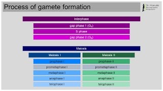 Meiosis Part 1 [upl. by Annaeed607]