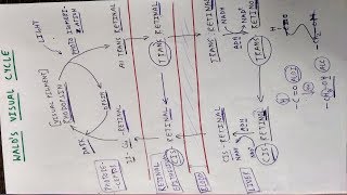 Walds Visual Cycle or Visual Cycle  Eye  TCML and ENMEDER [upl. by Ordway]