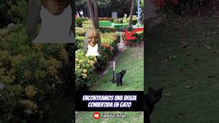 Encontramos una bruja convertida en gato 🐈‍⬛ 🧙‍♀️😱😱 [upl. by Audie]