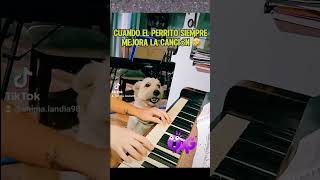 Perrito cantante animalandia respetoanimal soykorsy shortsfeed amoranimal perros viral [upl. by Doralia]