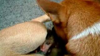 Dog Adopts Monkey in Thailand [upl. by Apur]