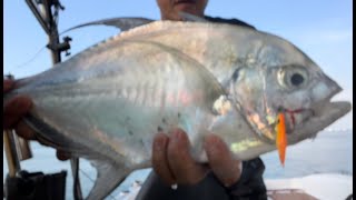 Micro Jigging With Zerek 12gLongfin Trevally [upl. by Ethben312]