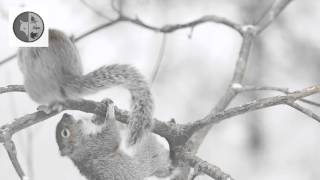 Mischievous Gray Squirrel [upl. by Debor]