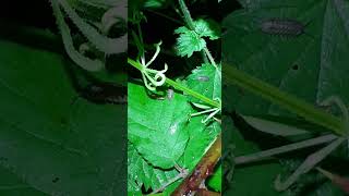 Some woodlouse on a leaf nature animals [upl. by Amsirac]