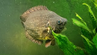 Ctenopoma acutirostre Feeding On Cichlid Pellets African Spotted Leaf Fish [upl. by Leonerd]