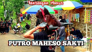 Mberot Gaya Bebas  Banteng PUTRO MAHESO SAKTI Live Jl Kh Malik Dalam Buring Kedungkandang [upl. by Nnaael]