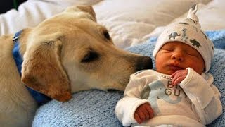 Labrador Retriever Dog and Baby Compilation [upl. by Georgi]