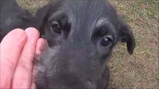 Scottish Deerhound WelpenPuppies [upl. by Nnylsaj]