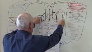 Cardiovascular System 7 Circulation of the blood [upl. by Nohs]