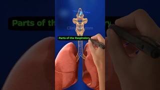 Parts Of Respiratory System shorts medical clinicside [upl. by Gnas831]