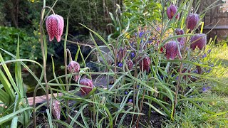 Fritillaria Meleagris  Snakes Head Fritillary  Review  How to Grow [upl. by Adao]