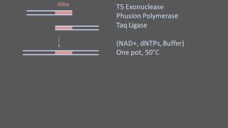 PCRbased Assembly Methods [upl. by Bonn594]