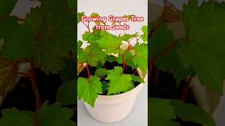 Grow Grapes from Seeds in 10 Days  Easy DIY Gardening gardening shorts [upl. by Htebirol]