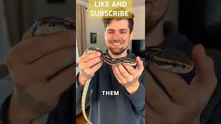 Why You Should Own a King Snake as a Pet snake pets [upl. by Oihsoy]