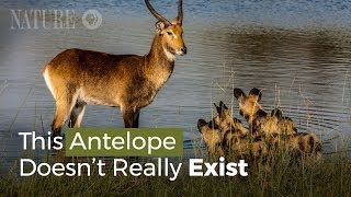 An Antelope That Doesnt Really Exist [upl. by Thaddaus]