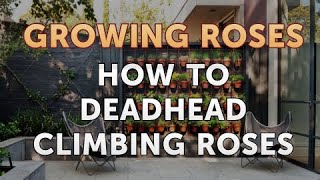 How to Deadhead Climbing Roses [upl. by Cormack]