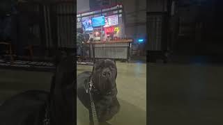 canecorso corso dog americanbully shortvideos trending fyp foryou foryoupage brewery bars [upl. by Demitria]