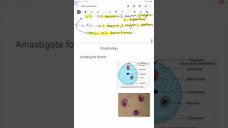 Leishmaniasis part1 Parasitology [upl. by Dever]