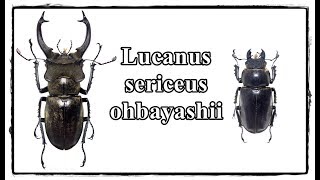 Lucanus sericeus ohbayashii  Präparation  Mounting [upl. by Eelimaj]