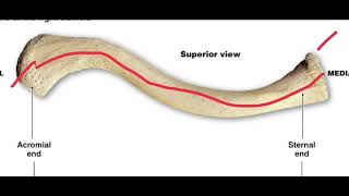 clavicle anatomy [upl. by Horsey]