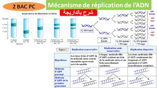 Mécanisme de réplication de lADN 2 BAC PC BIOF شرح بالداريجة [upl. by Surad]