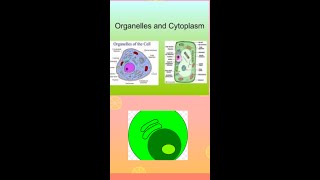 cytoplasmThe important fluid of the cell  Cytosol mdcat olevel [upl. by Martinsen]