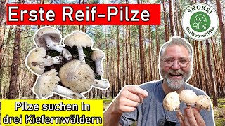 Der Reifpilz ist da  Abwechslungsreiche Pilz Tour in drei Kiefernwäldern Ende August 2024 [upl. by Okiruy]