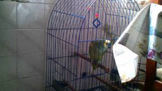 Talking bird parrot in Spanish [upl. by Vance]