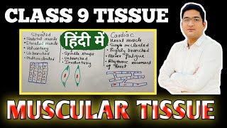 MUSCULAR TISSUE  MUSCLE CELL  STRUCTURE  FUNCTION  TYPES  CLASS 9  हिंदी में [upl. by Ydnem]