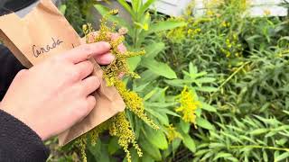 How to harvest Canada Goldenrod Solidago canadensis [upl. by Marys812]