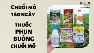 Chuối mô 160 ngày  Cách chăm sóc amp dinh dưỡng cho cây chuối mô giai nuôi trái thuốc phun quầy tốt [upl. by Gentry453]