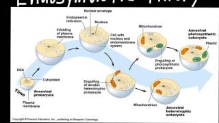 Endosymbiotic Theory [upl. by Wassyngton]