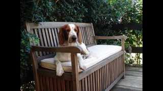 Welsh Springer Spaniels [upl. by Pavier461]