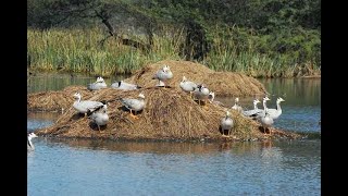 Sultanpur national park gurgaon  sultanpur bird sanctuary [upl. by Botti106]