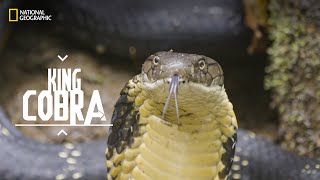 The King Cobra  Snakes SOS Goa’s Wildest  NatGeoAdventure [upl. by Jenica]