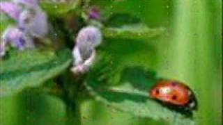 Coccinelle DemoiselleMarienkäfer lied [upl. by Rubenstein]